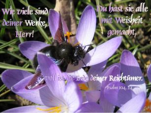 Wie viele sind deiner Werke, Herr! Du hast sie alle mit Weisheit gemacht, voll ist die Erde deiner Reichtümer.